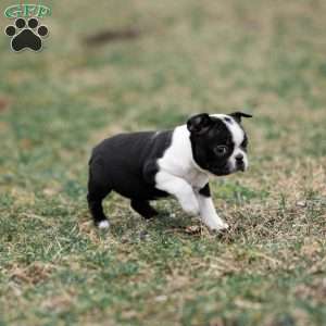 Pansy, Boston Terrier Puppy